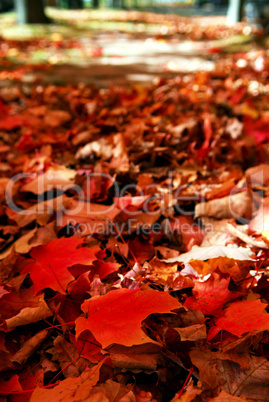 Fallen autumn leaves