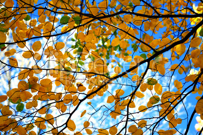 Autumn tree branches