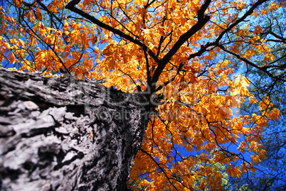 Old elm tree in the fall
