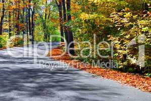 Fall forest road