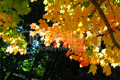 Fall maple leaves