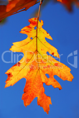Fall oak leaf