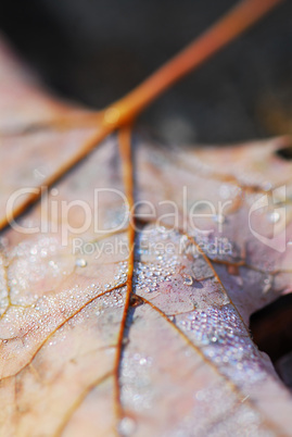 Dewy leaf