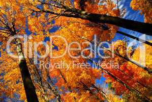 Fall maple trees