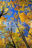 Fall maple trees