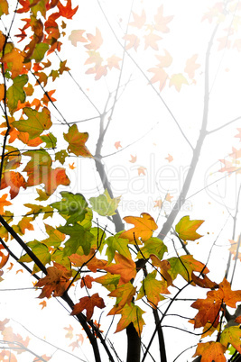 Fall maple leaves background