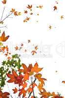 Fall maple leaves background