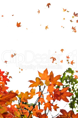 Fall maple leaves background