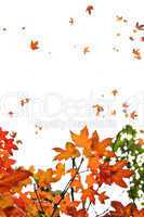 Fall maple leaves background