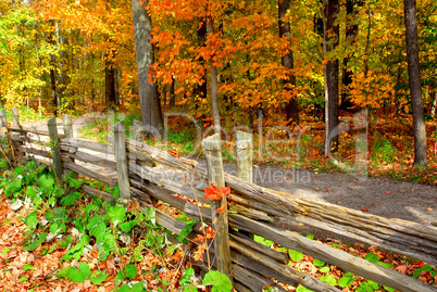 Fall forest