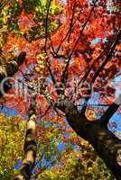 Autumn maple trees