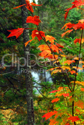 Fall forest and river
