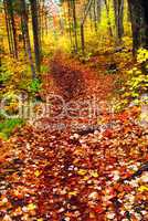 Trail in fall forest