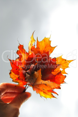 Maple leaves in hand