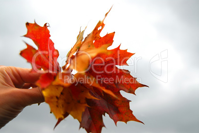 Maple leaves in hand