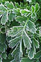 Frosty plants in late fall