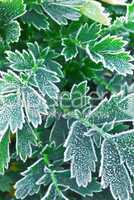 Frosty plants in late fall