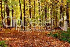 Fall forest landscape