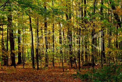 Fall forest landscape