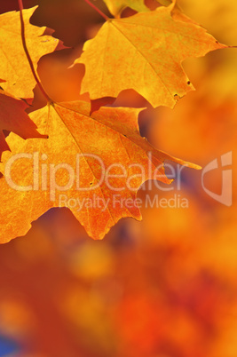 Fall maple leaves