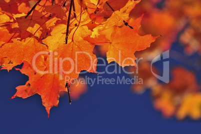 Fall maple leaves