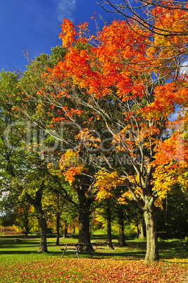 Autumn trees