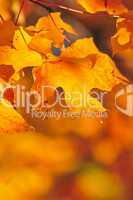 Fall maple leaves