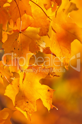 Fall maple leaves