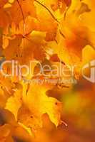 Fall maple leaves