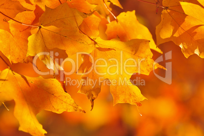 Fall maple leaves