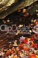 Autumn leaves in lake