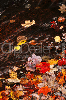 Autumn leaves in creek