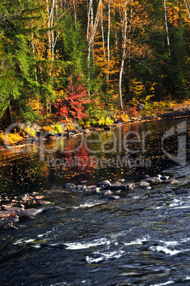 Fall forest and lake shore