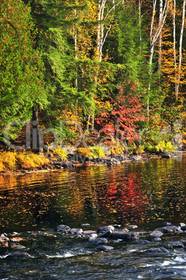 Fall forest and lake shore