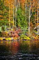 Fall forest and lake shore