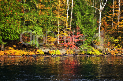 Fall forest and lake shore