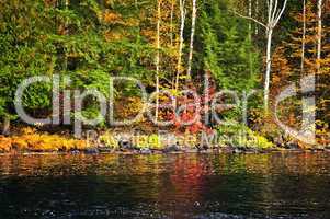 Fall forest and lake shore