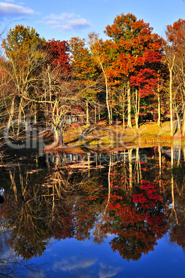 Fall forest reflections