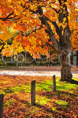 Autumn maple tree near road