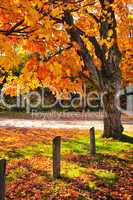 Autumn maple tree near road