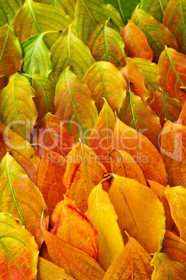 Autumn leaves background