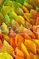 Autumn leaves background