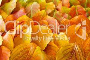 Autumn leaves background