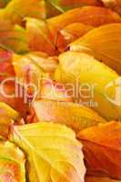 Autumn leaves background