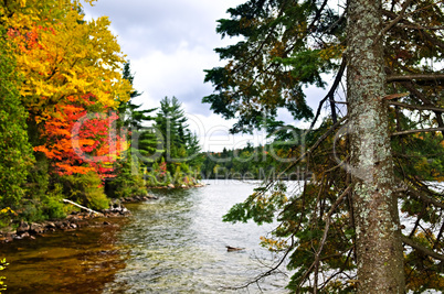 Fall forest and lake shore