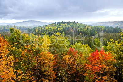 Fall forest