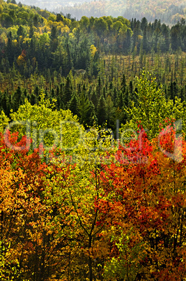 Fall forest rain storm