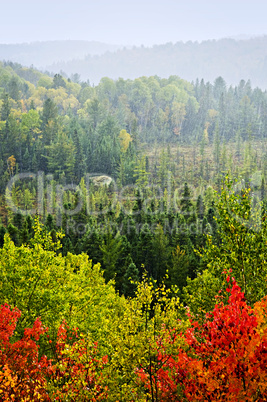 Fall forest rain storm