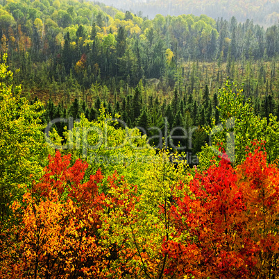 Fall forest rain storm