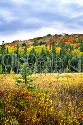 Fall forest